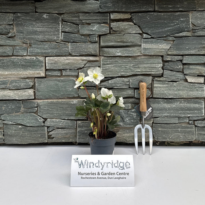 Helleborus Christmas Carol  P12  grade XL