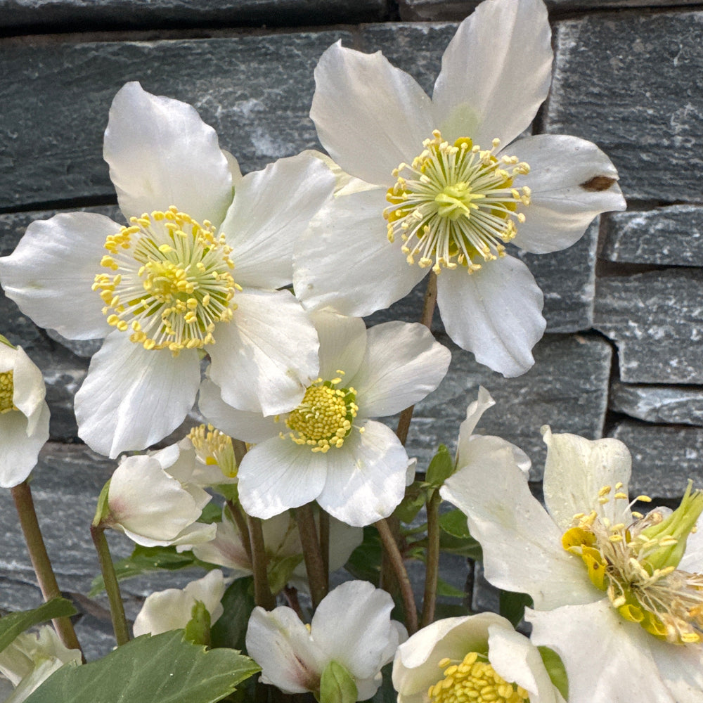Helleborus Viv Vince - Herbaceous - Windyridge Garden Centre