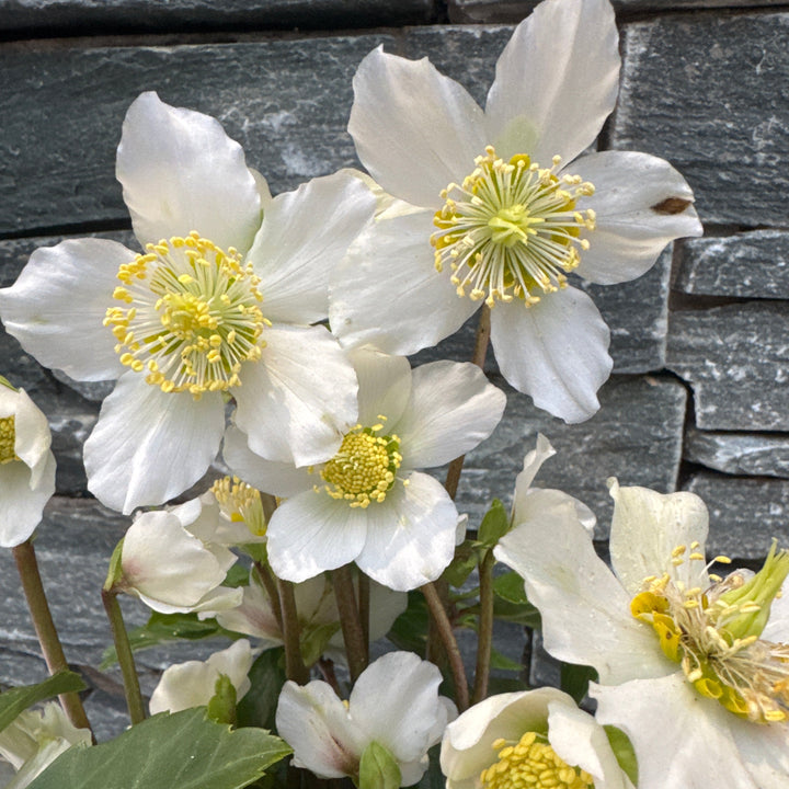 Helleborus Viv Vince - Herbaceous - Windyridge Garden Centre