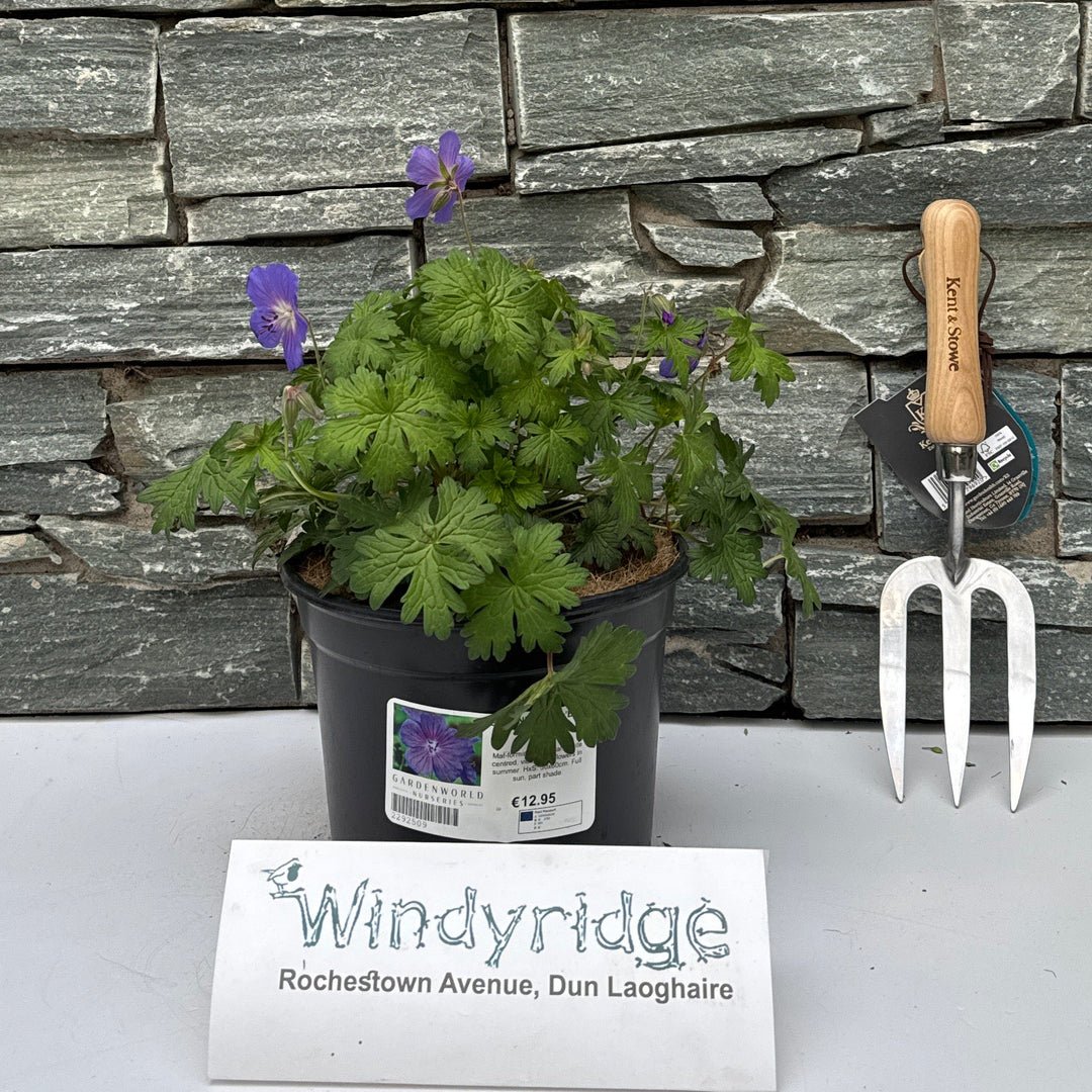 GERANIUM him. 'Baby Blue' - Herbaceous - Windyridge Garden Centre