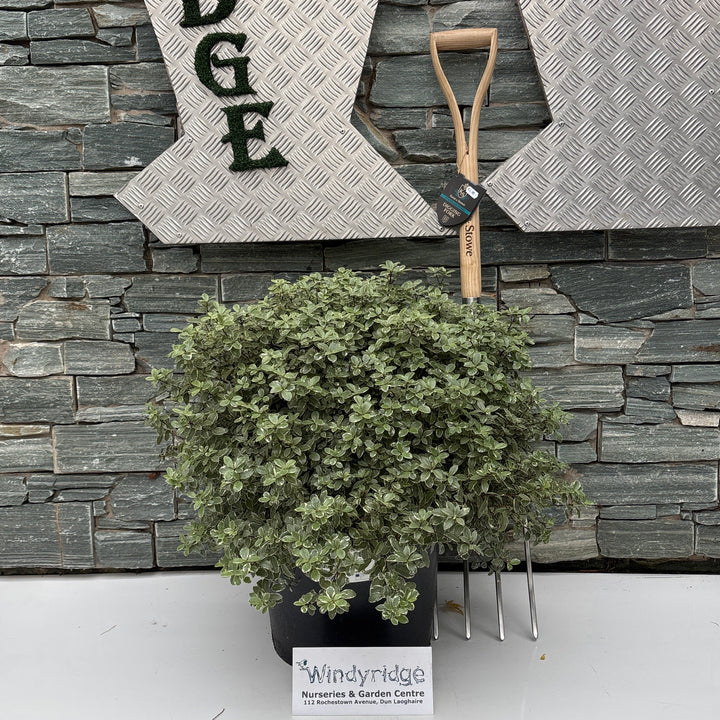 PITTOSPORUM 'Silver Ball' Ball 20L