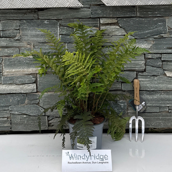 POLYSTICHUM braunii