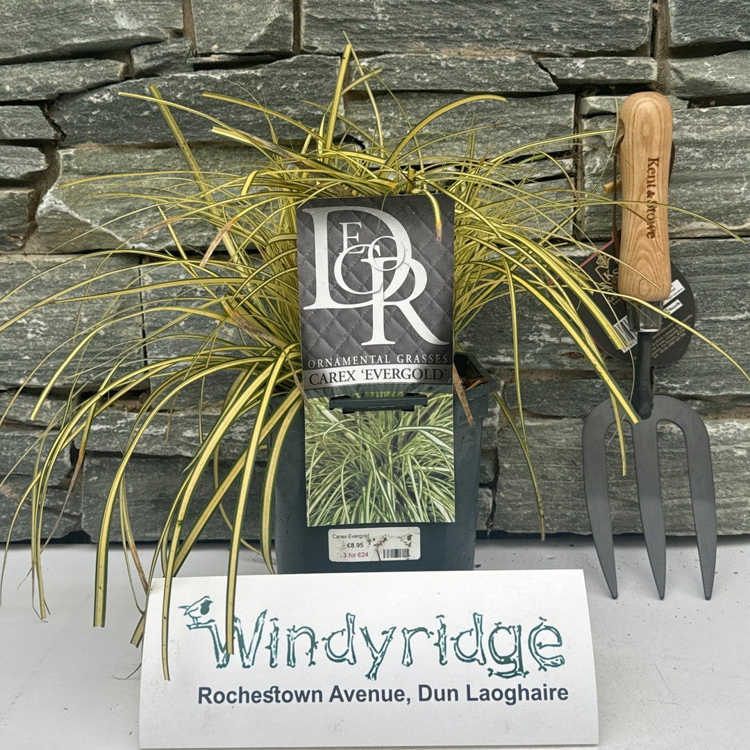 Carex Evergold