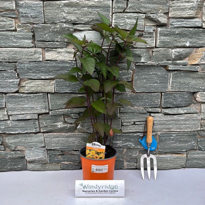 Heliopsis Funky Spinner 3L