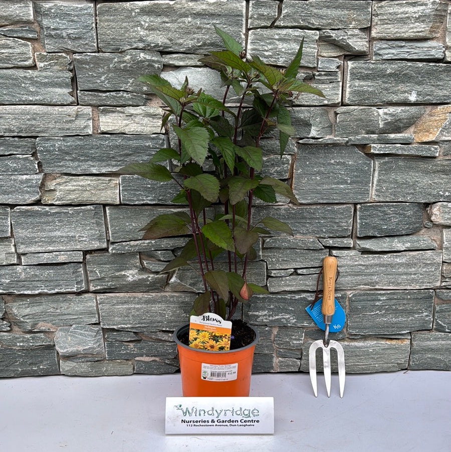 Heliopsis Funky Spinner 3L - Herbaceous - Windyridge Garden Centre