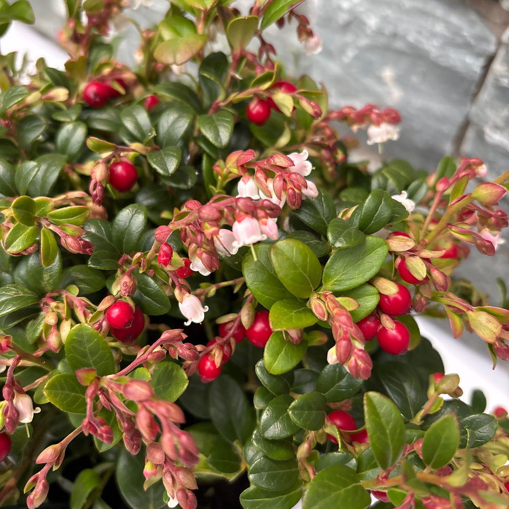 Vaccinium Vitis-Idaea Fireballs  2 Ltr Pot - Grow Your Own - Windyridge Garden Centre