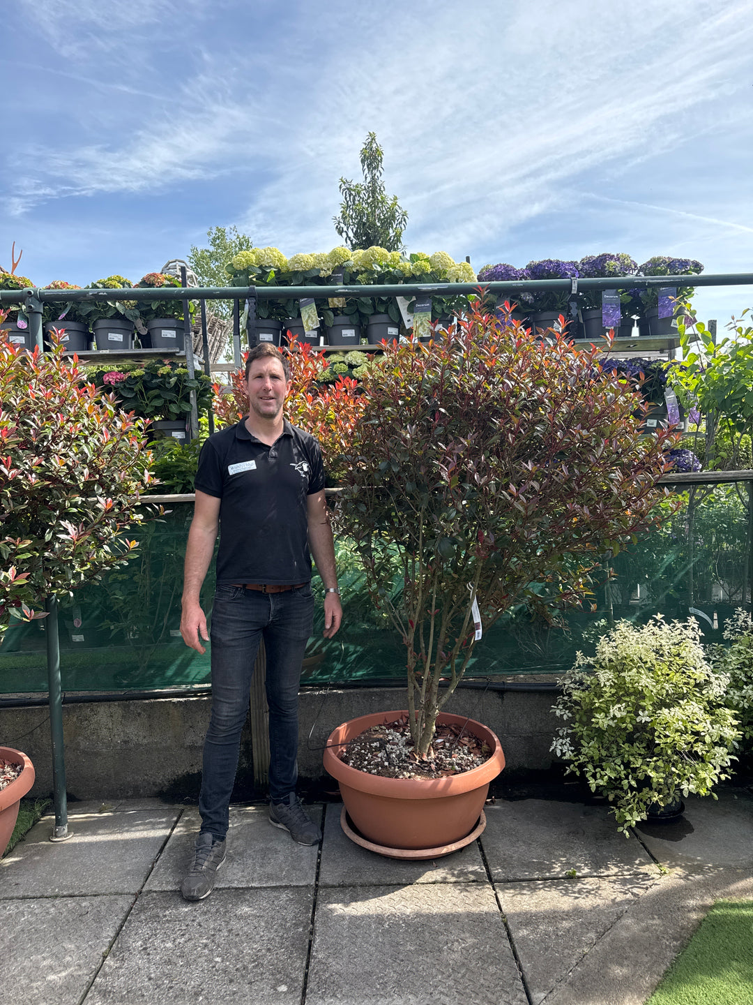 PHOTINIA SERR. RED ROBIN COMPATTA CIOTOLA 70 CLT 90 H 125 - 150 CM CEPPAIA OMBRELLO - Trees - Windyridge Garden Centre