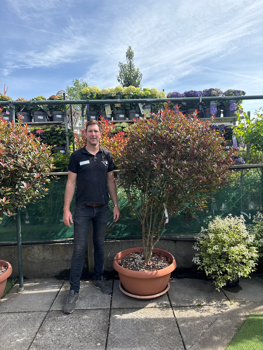 PHOTINIA SERR. RED ROBIN COMPATTA CIOTOLA 70 CLT 90 H 125 - 150 CM CEPPAIA OMBRELLO - Trees - Windyridge Garden Centre