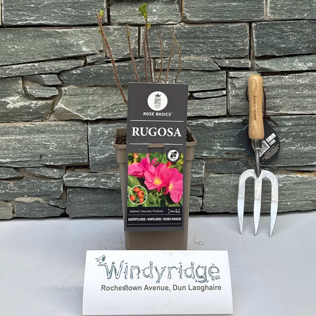 Rosa Rugosa (Br) - Roses - Windyridge Garden Centre
