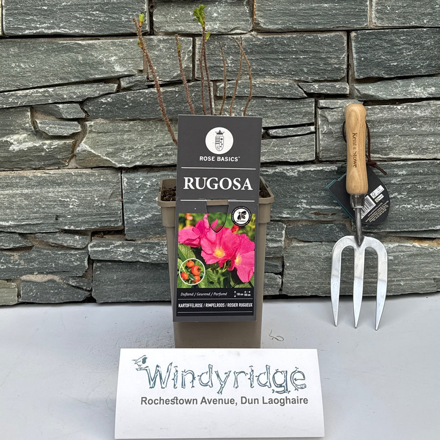 Rosa Rugosa (Br) - Roses - Windyridge Garden Centre