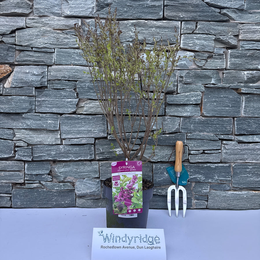 Syringa Bloomerang Dark Purple - Shrubs - Windyridge Garden Centre