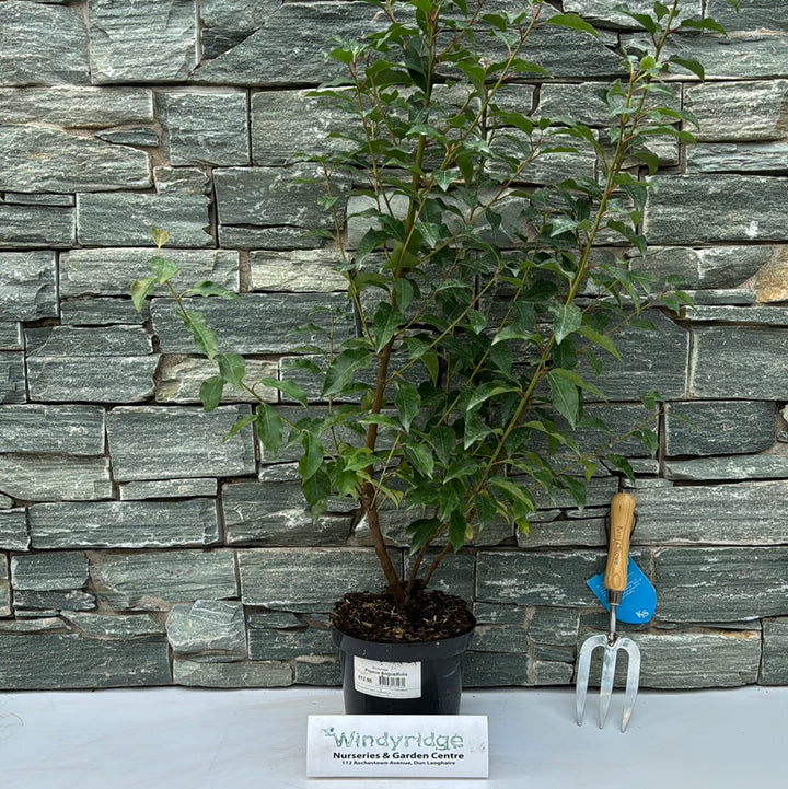 Prunus Angustfolia 3L