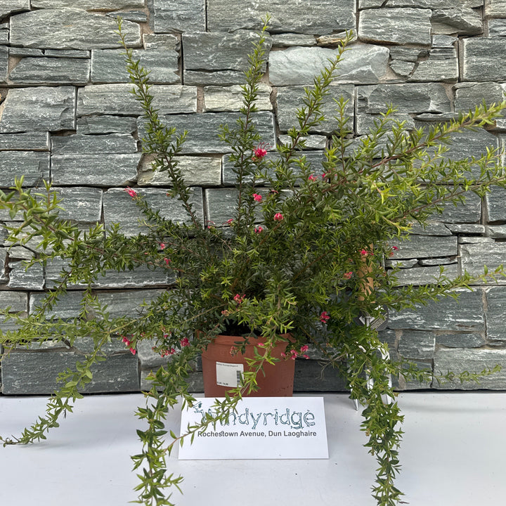 Grevillea Poorinda Elegance