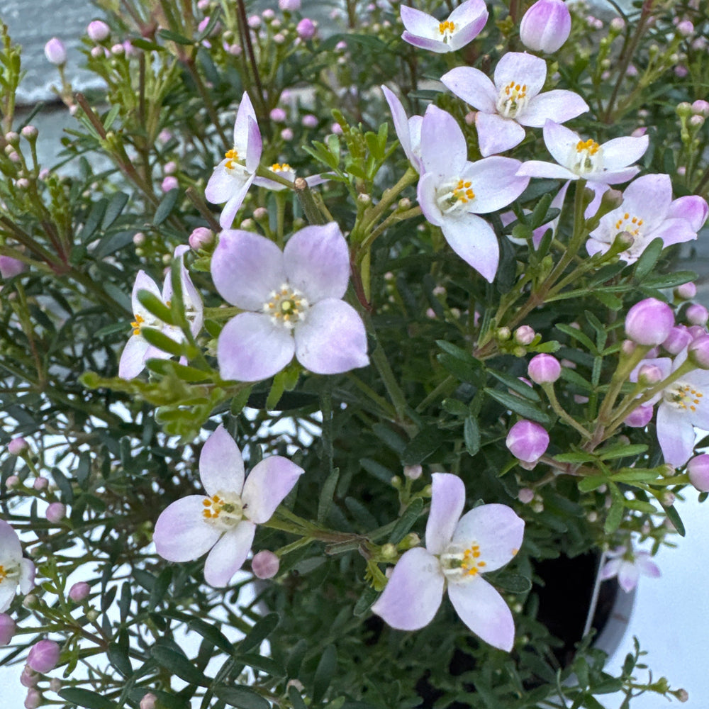 Boronia Cren. Pink Pearl  P13 - Shrubs - Windyridge Garden Centre