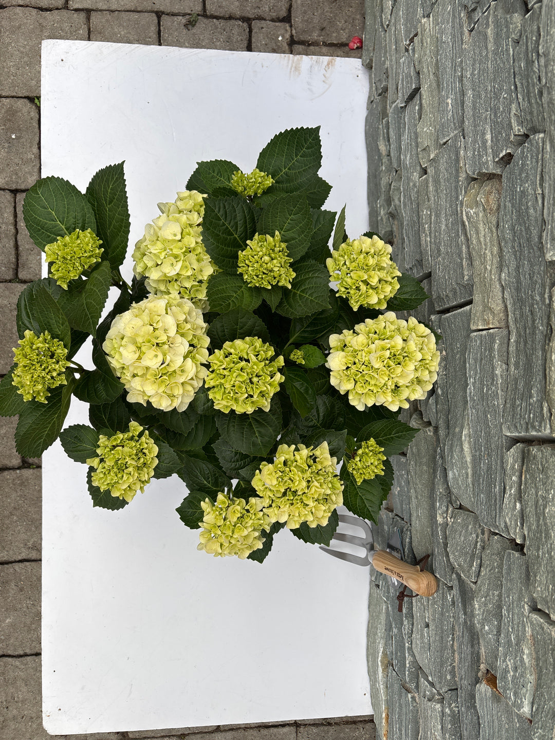 Hydrangea (Jg) Macrophylla White P23 - Shrubs - Windyridge Garden Centre