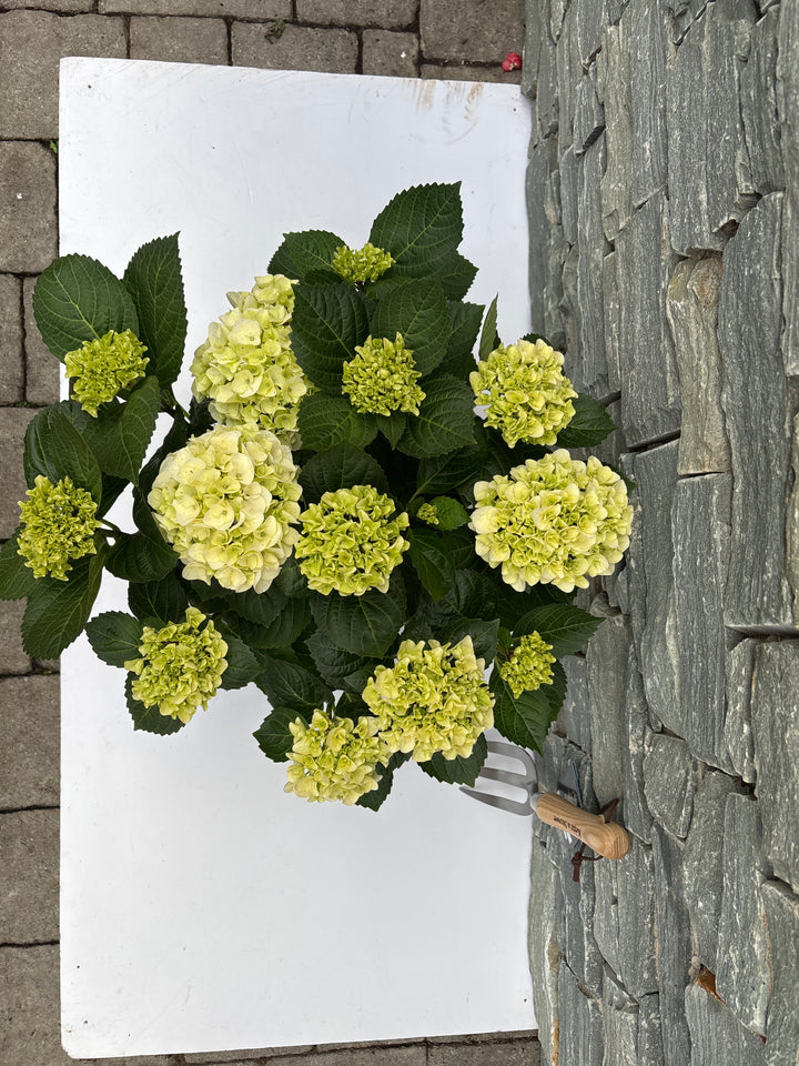 Hydrangea (Jg) Macrophylla White P23 - Shrubs - Windyridge Garden Centre