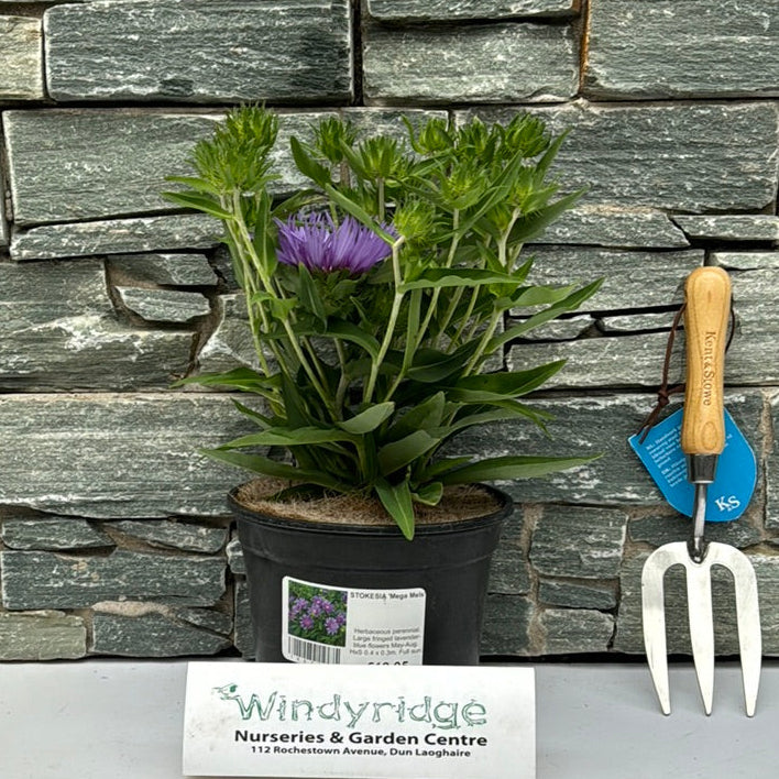 Stokesia Mega Mels - Herbaceous - Windyridge Garden Centre