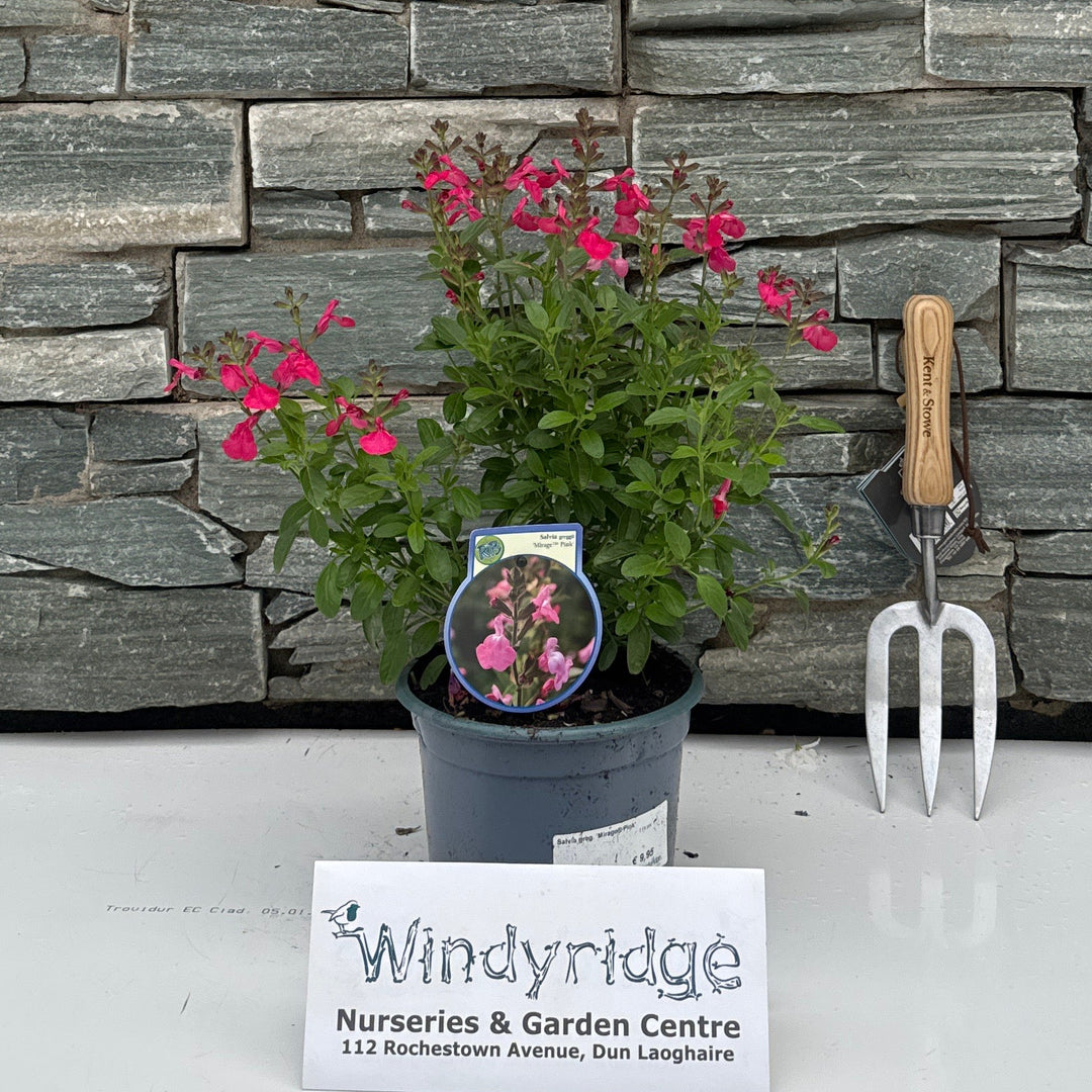 Salvia greg. Mirage Pink 2 Ltr pot