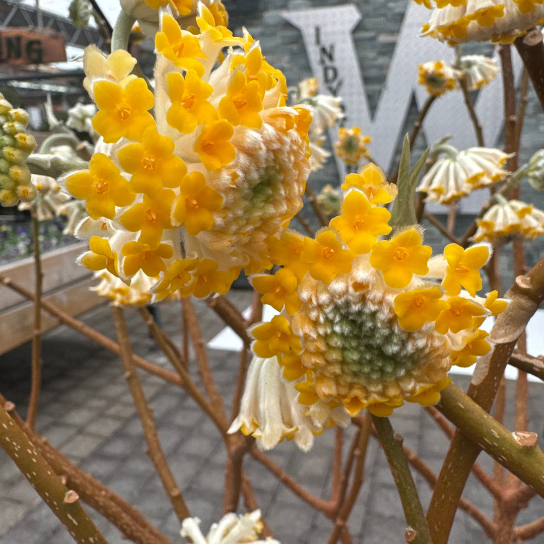 Edgeworthia Grandiflora C20 - Shrubs - Windyridge Garden Centre