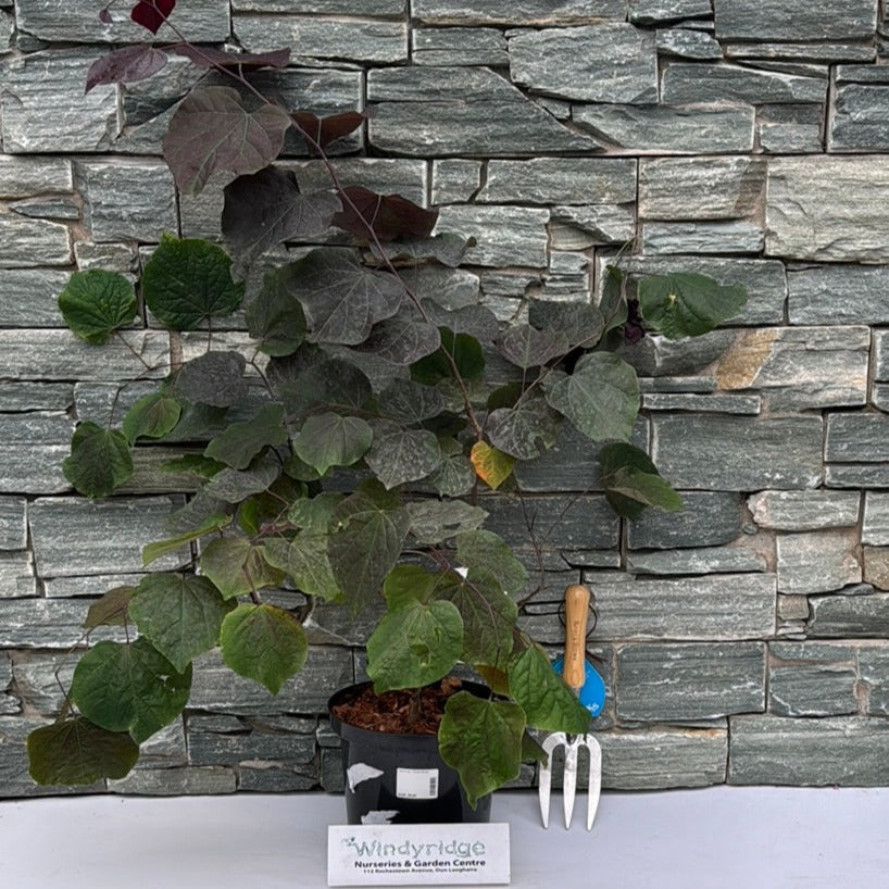 Cercis can. Forest Pansy