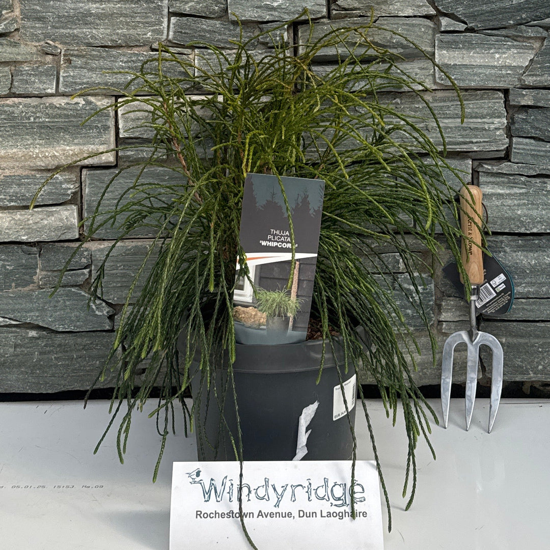 Thuja Plic. 'Whipcord' 30-40 Cm. - Shrubs - Windyridge Garden Centre