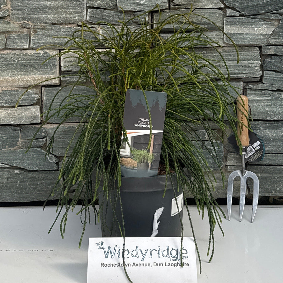 Thuja Plic. 'Whipcord' 30-40 Cm. - Shrubs - Windyridge Garden Centre