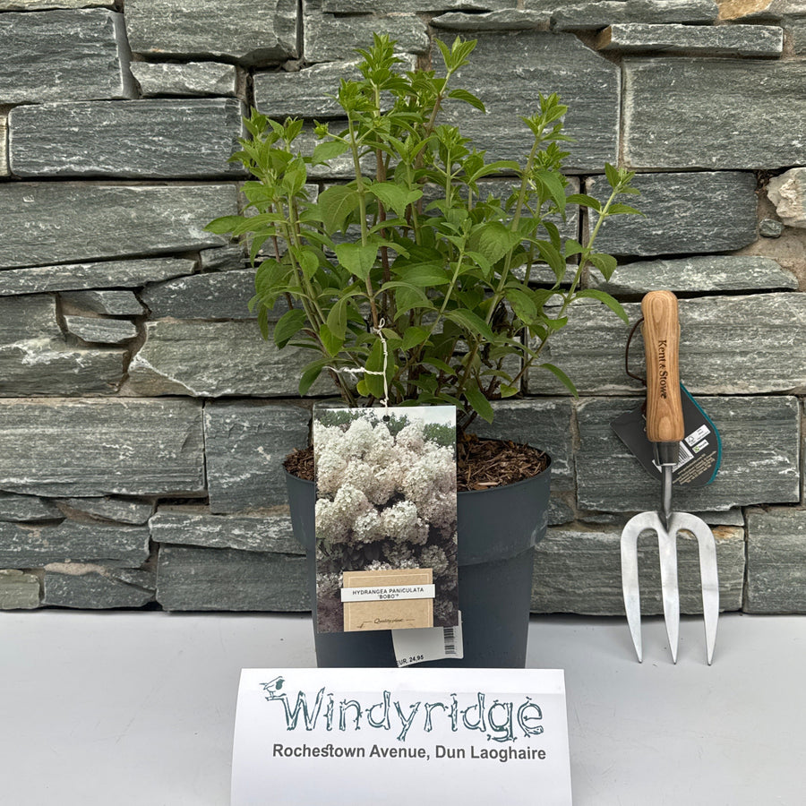 Hydrangea Pan. Bobo - Shrubs - Windyridge Garden Centre