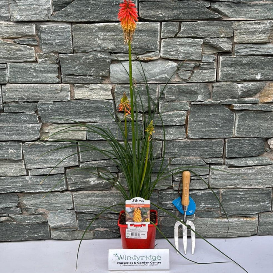 Kniphofia 'Papaya Popsicle' - Herbaceous - Windyridge Garden Centre