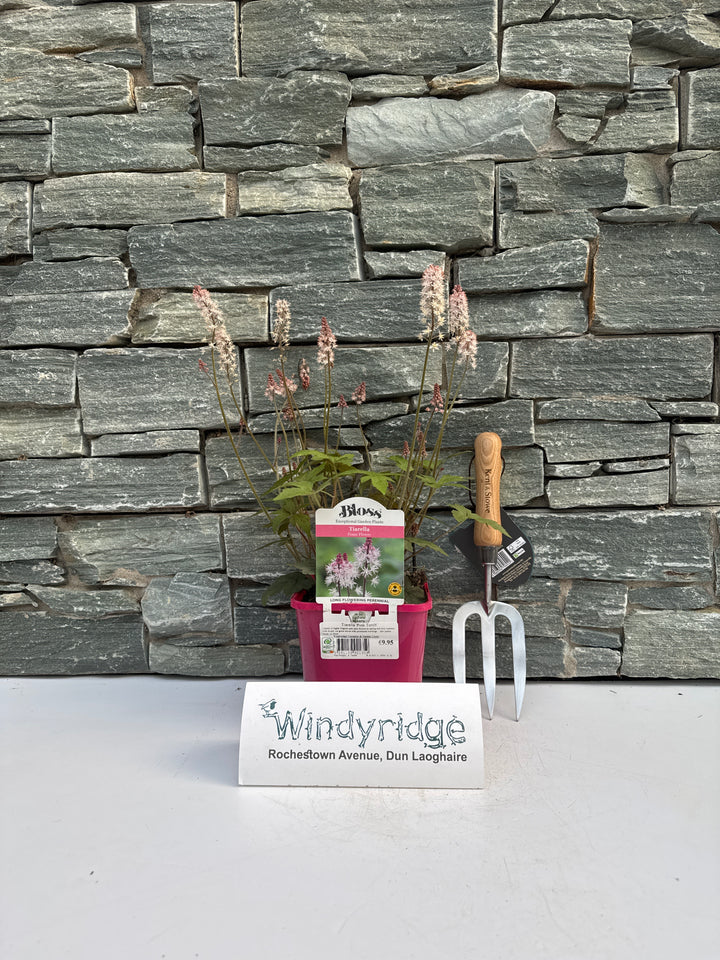 Tiarella Pink Torch