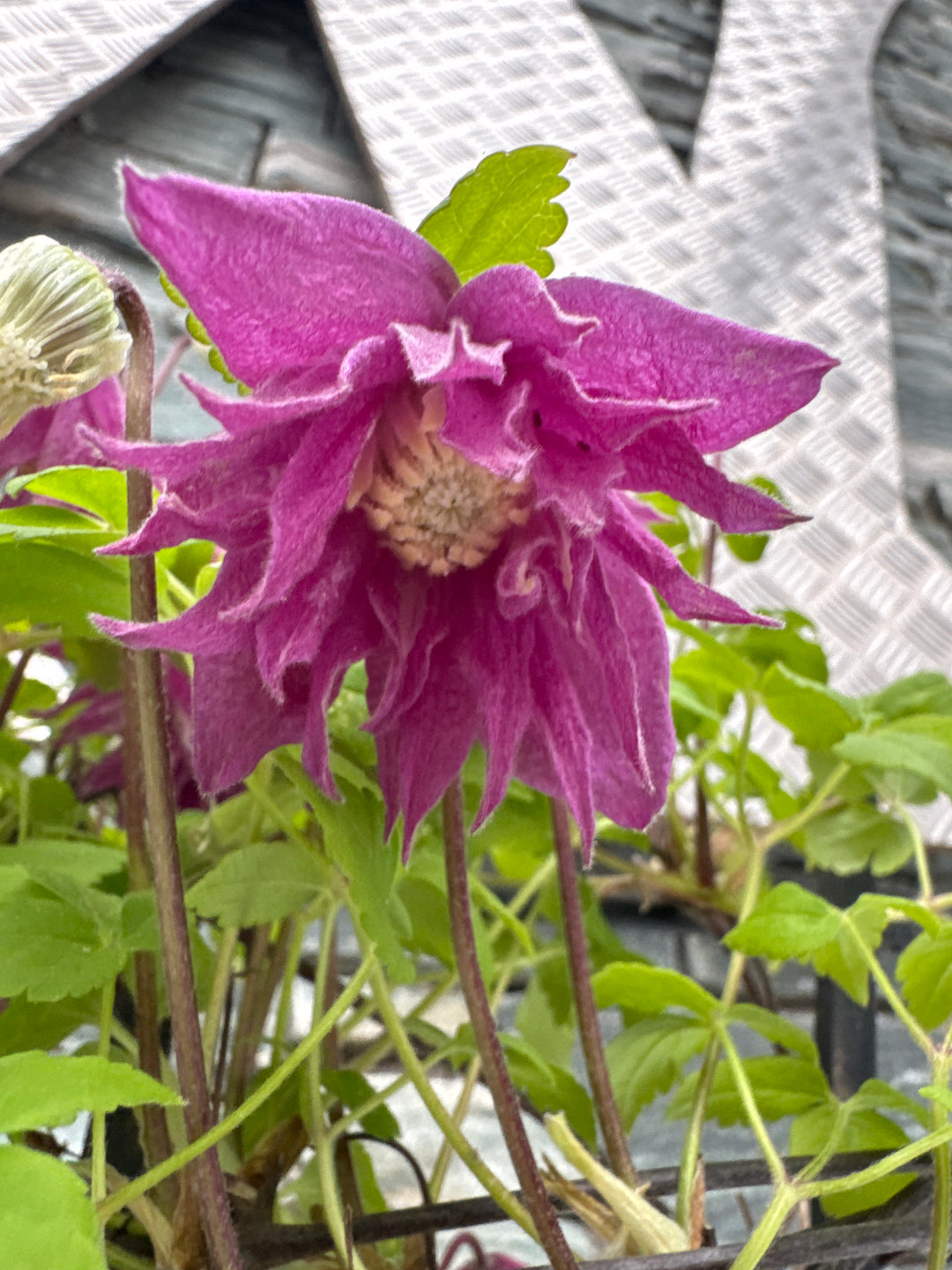 Clematis Alpina 'Imke' C3 - Trellis - Climbers - Windyridge Garden Centre