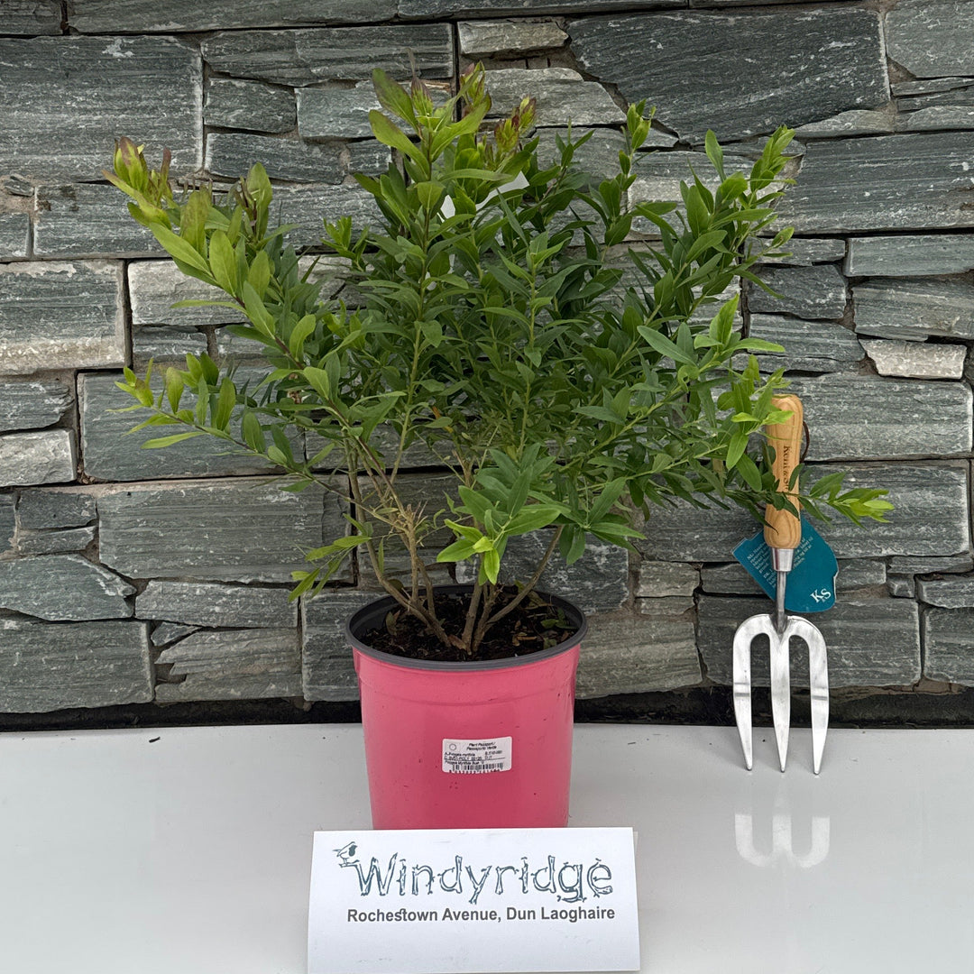 Polygala Myrtifolia  4.5L - Shrubs - Windyridge Garden Centre