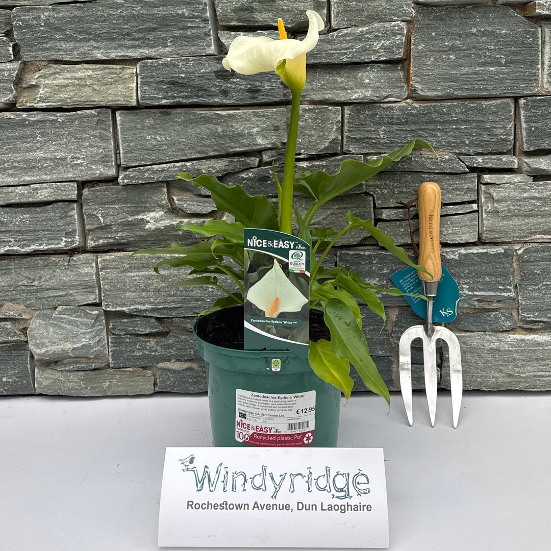 Zantedeschia Eydona 'White' - Herbaceous - Windyridge Garden Centre