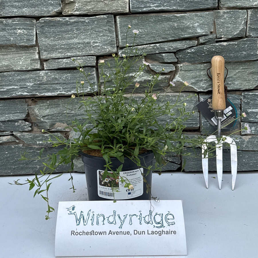 ERIGERON karv. 'Profusion' - Herbaceous - Windyridge Garden Centre