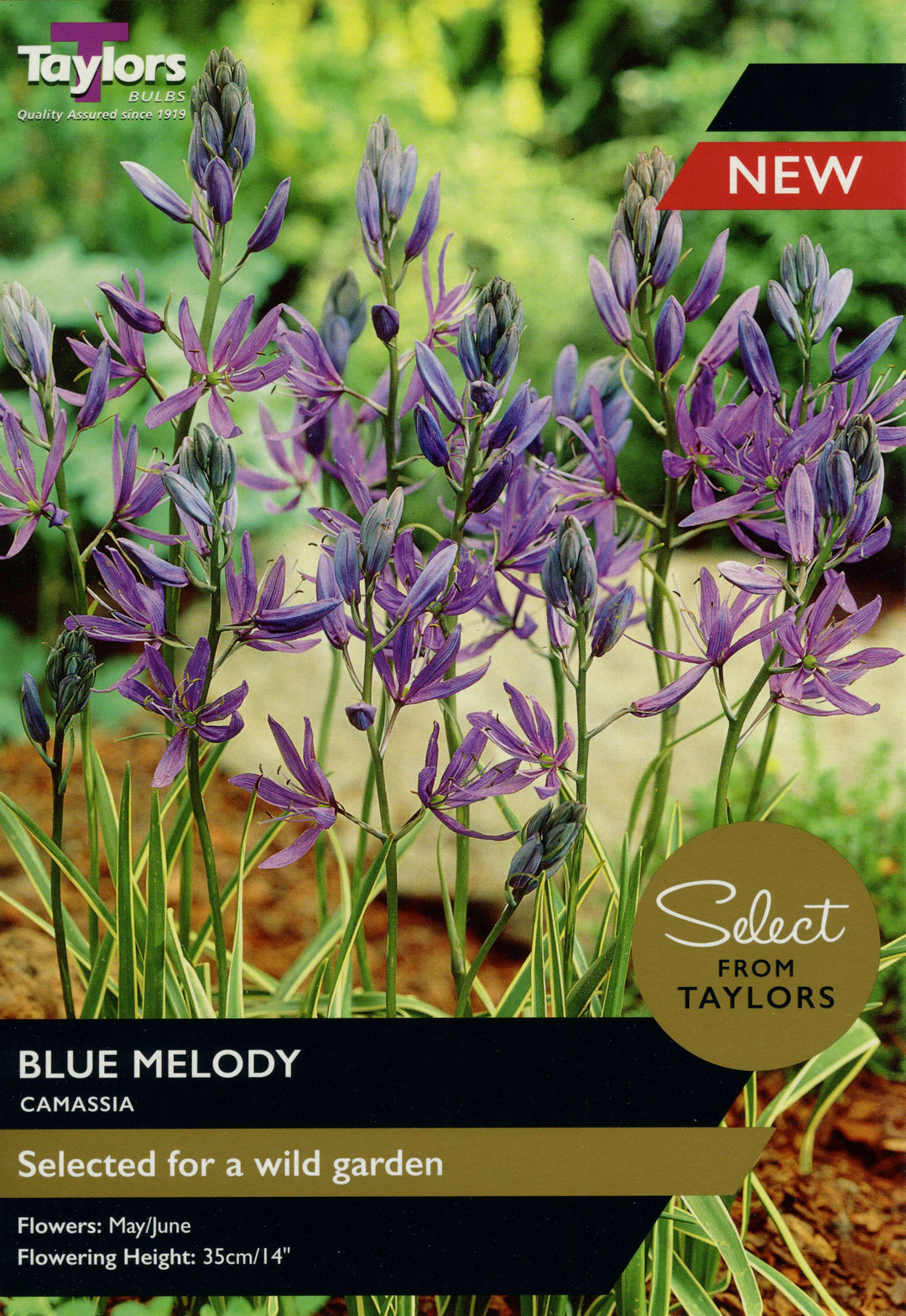 CAMASSIA BLUE MELODY x 12
