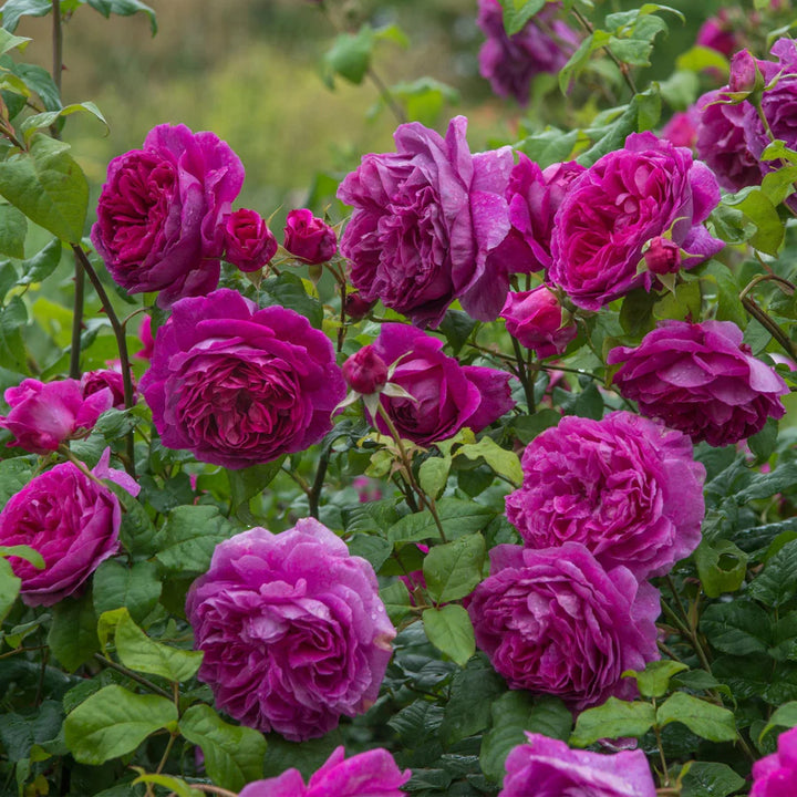 Rosa Young Lycidas