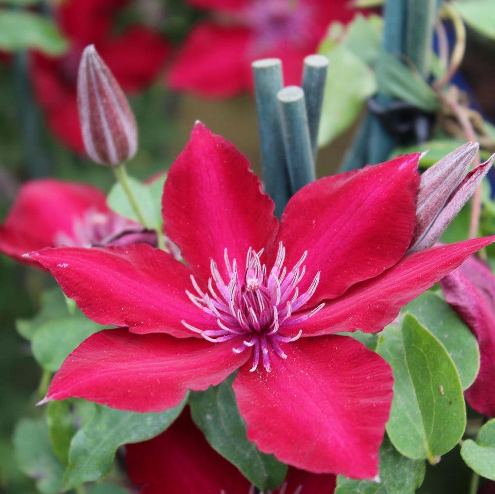 Clematis Raymond Evison P19