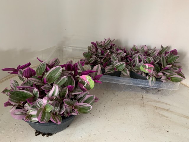 Tradescantia Nanouk  P19