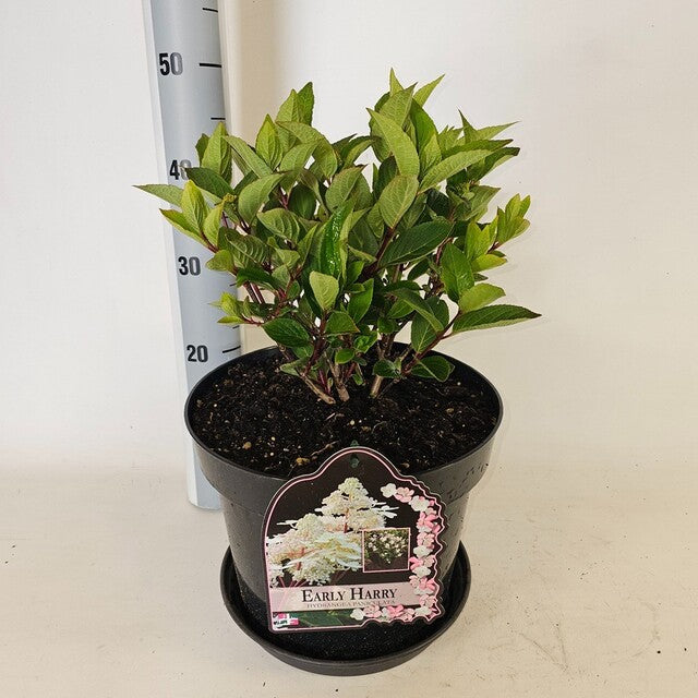 Hydrangea paniculata 'Early Harry' ® P19