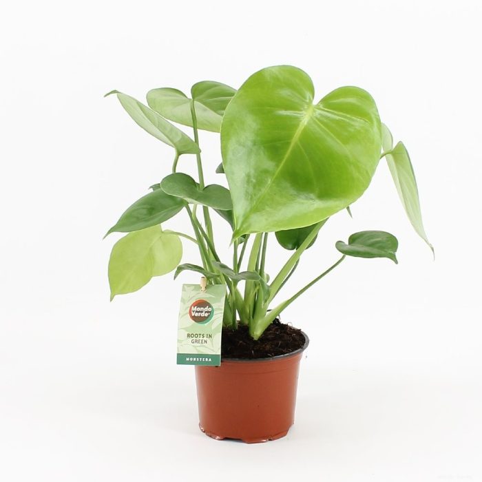 Monstera Deliciosa  P12 - Indoor Plants - Windyridge Garden Centre