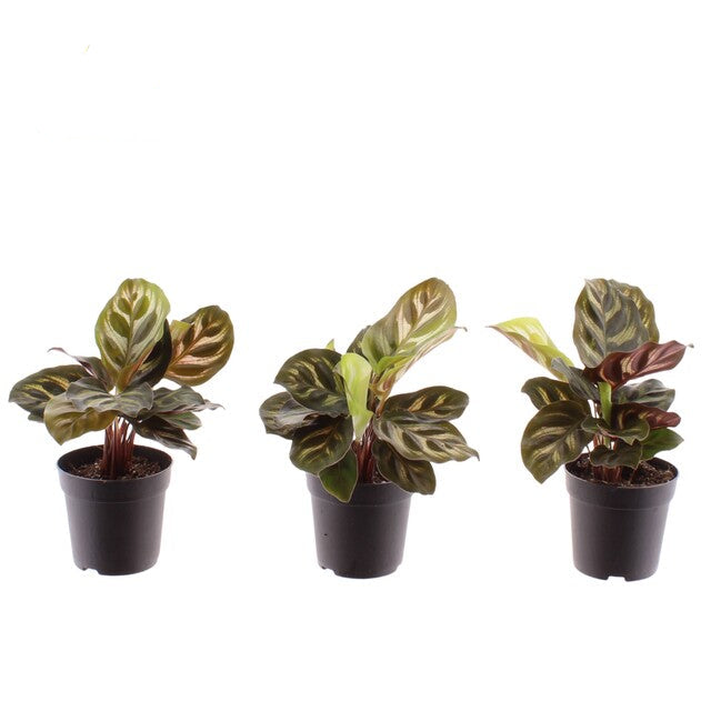 Calathea makoyana decorum - Indoor Plants - Windyridge Garden Centre