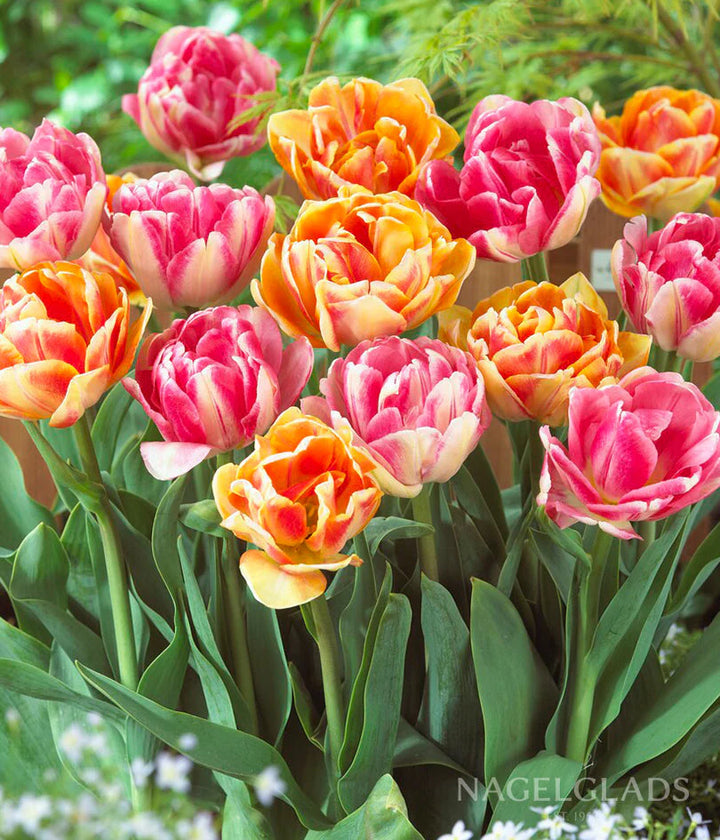COMBI TULIPA DUOPACK ORANGE & PINK x 12