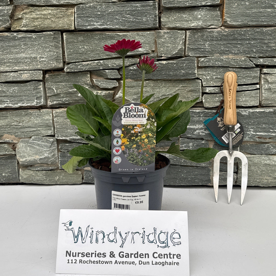 GERBERA garvinea Sweet Femmy - Herbaceous - Windyridge Garden Centre