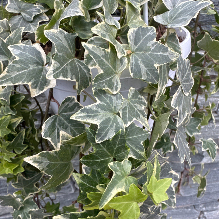 Hedera hel. Eva  P17 hang potlong trails