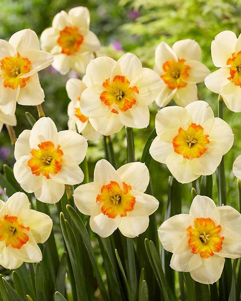 PREM NARCISSUS  INFINITE JOY X 4