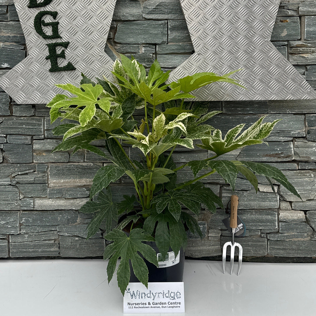 FATSIA jap. 'Spider's Web'