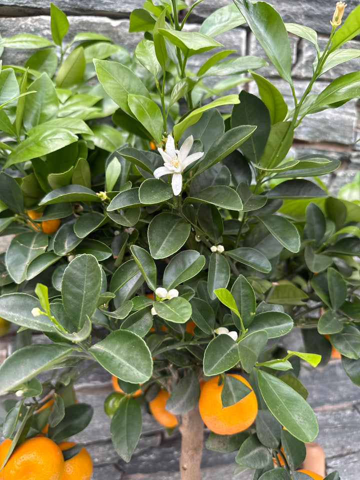 Citrofortunella Calamondin Tree