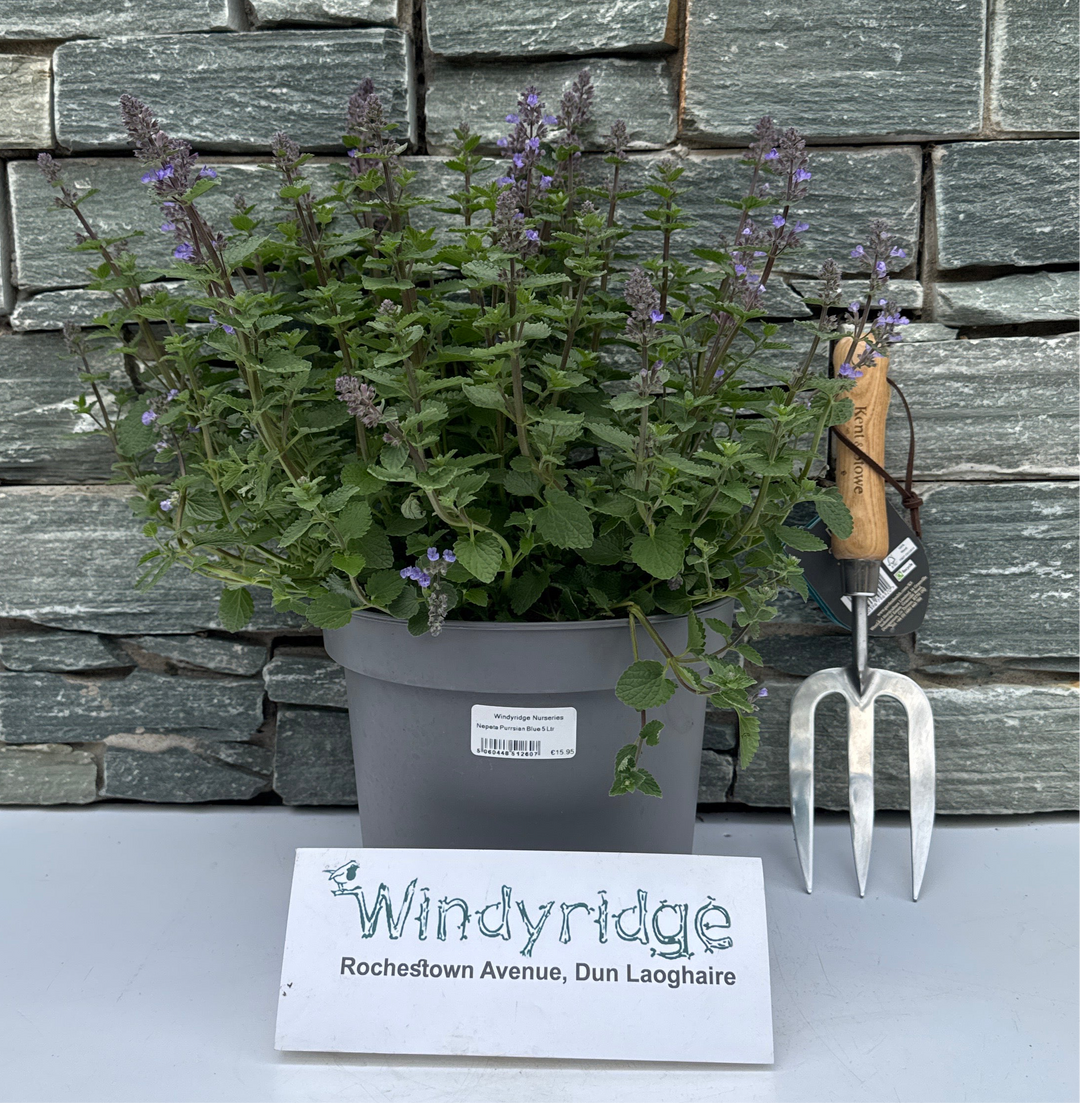 Nepeta Purrsian Blue 5 Ltr