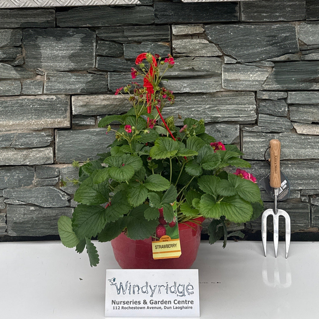 HANGING BASKETS - 27CM STRAWBERRY