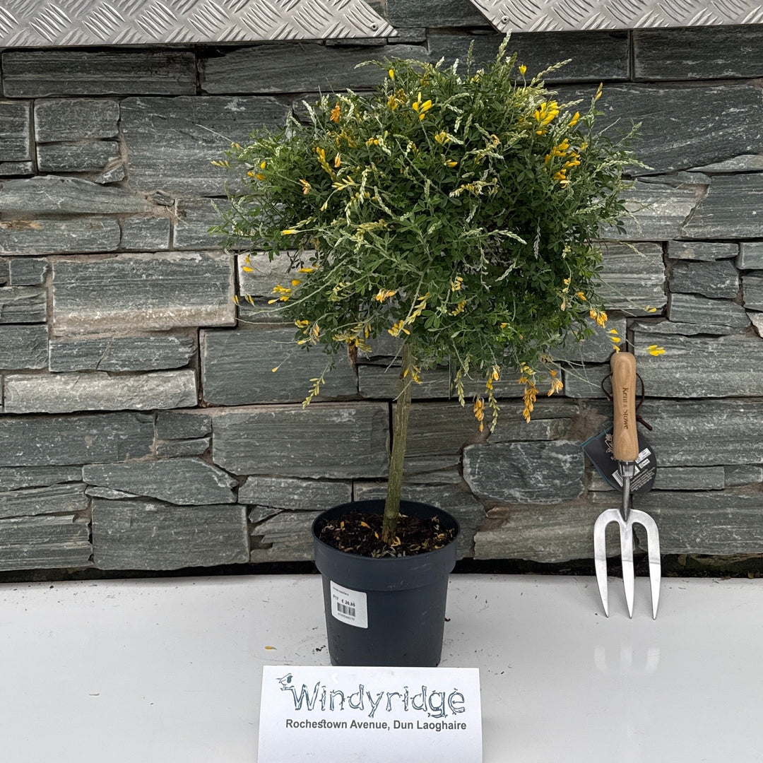 Genista Spachiana On Stem Xxl - Shrubs - Windyridge Garden Centre