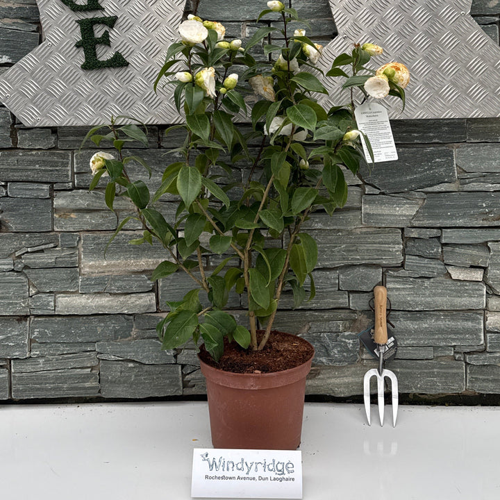 Camellia Japonica Matterhorn - Shrubs - Windyridge Garden Centre